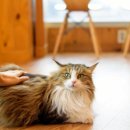 스핑크스의 숲 이미지