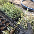 원복농장 이미지