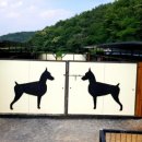 노블라인 도베르만 이미지