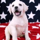 컴투펫 강아지분양 고양이분양 인천본점 | 국내최대 규모 컴투펫 인천점, 인천강아지분양의 중심