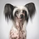 파우더-Dog 이미지