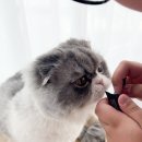 반려동물보감연구소 이미지