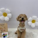 멍린이집 이미지