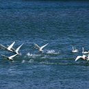 학-비상 이미지