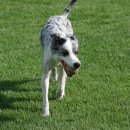 왕개상점 이미지