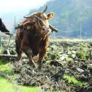 부동산경매(야간) 이미지