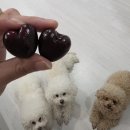 포메리카노 이미지