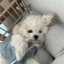 뽀Dog 네이버블로그