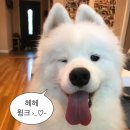 그린피드 | chapter5 : 본식스냅 ‘딥다운그린’ 추천 및 계약 후기 (짝꿍O)