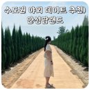 장원사슴목장 | 수도권 야외 데이트 추천) 안성팜랜드: 해바라기축제 버블앤버블 후기 입장권 꿀팁