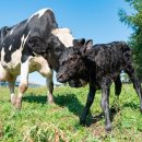 큰들축산 이미지