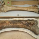 트리케라톱스-2 이미지