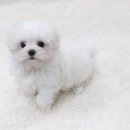 스타일독 이미지