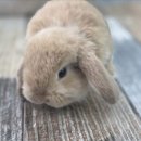 펫엔글라이더본점&로던트클럽 광주 네이버블로그