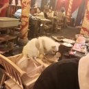 펫식당