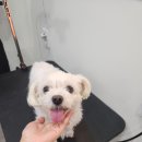써니애견 미용실 이미지