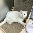 터키시앙고라 고양이를 찾습니다! 인천시 남동구 간석동 트라움아파트에서 실종! 이미지