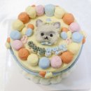 쁘띠시앙 이미지