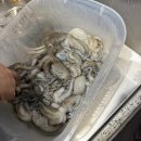 봄 제철음식 신선만 활쭈꾸미 알쭈꾸미 알배기 내돈내산 후기