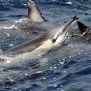 돌고래PC 이미지