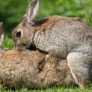 시간토끼 이미지