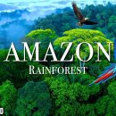 Amazon Rainforest 4K UHD | The World’s Largest Tropical Jungle + Calming... 이미지