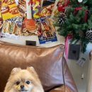 망고펫살롱 이미지