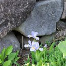 아산 용궁댁