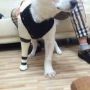 의수농장 이미지