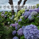 13월의오후 | 창원 백제삼계탕13월 진해점 삼계탕과 함께 만개한 수국정원을 즐기기 좋은곳 내돈내산 후기