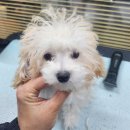 다이아몽 이미지