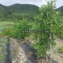 구산면600 이미지