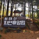 (109차) 9월 정기산행 공지 : 강원 횡성 청태산자연휴양림(1200m) 이미지