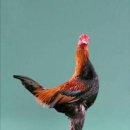 문전성시닭강정 이미지