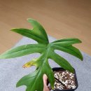 마요이(mayoi) 이미지