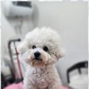 오늘도, 예쁘개 이미지