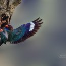 파랑새정원 이미지