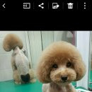 중앙애견미용학원 이미지