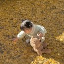 은행마을로 | 거창 의동마을 은행나무길 후기 가을여행 인생샷 명소