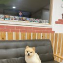 개털깎는집 | 순천 애완견 미용 잘하는 곳 추천! 연향동애견미용실 개털깎는마리오