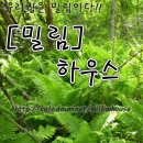 밀림