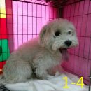 영흥면사무소 이미지