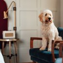 GOOD LIFE DOG 이미지