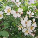 김해봉황초등학교 이미지