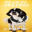 204 | [익산 반려동물 사진관] 이음스튜디오｜유기견 세난이의 7주년 기념 견생샷부터 사진 셀렉 팁까지 총정리