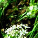 꿈의화원 이미지