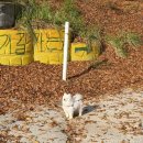 이원농업협동조합 | 태안 애견동반캠핑 솔향기길캠핑장 (명당,주변먹거리,석양)