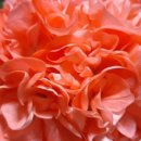 엔젤드림 이미지