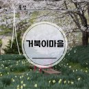 남당 다목적회관 | 홍성 거북이마을 수선화와 벚꽃 가득한 봄산책 가볼만한 곳