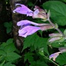 순영목장 이미지